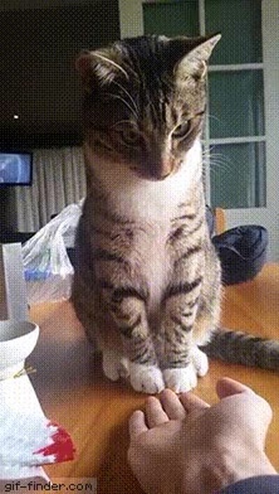 ninguna,manera,gato,tocar,mano humano