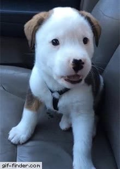 perro,intentar,ladrar,hipo