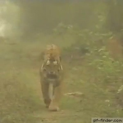 calle,cruzar,mejor amigo,tigre