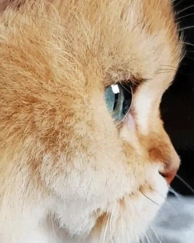 gato,ojos,bonitos