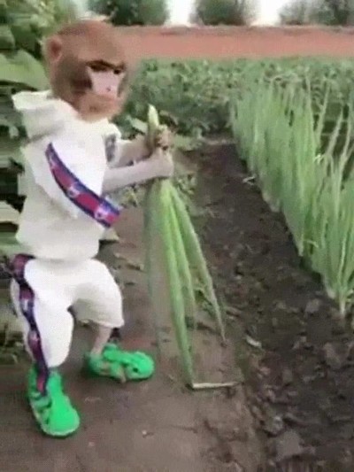 parecer,m&aacute;s,nosotros,humanos