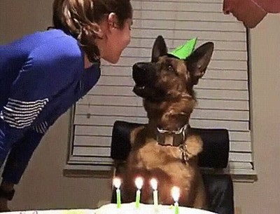 No tengo ni idea de lo que está pasando pero es el mejor día de mi vida ni idea,pasar,perro,pastel