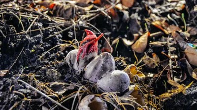 hongos,criatura,infierno