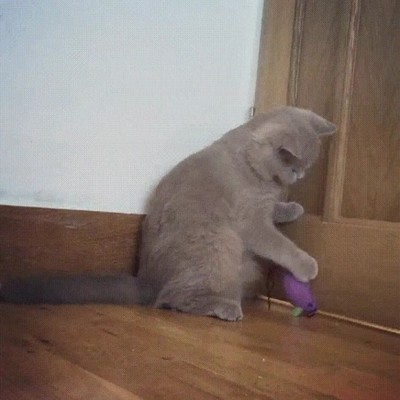 gato,juguete,encari&ntilde;ar,demasiado