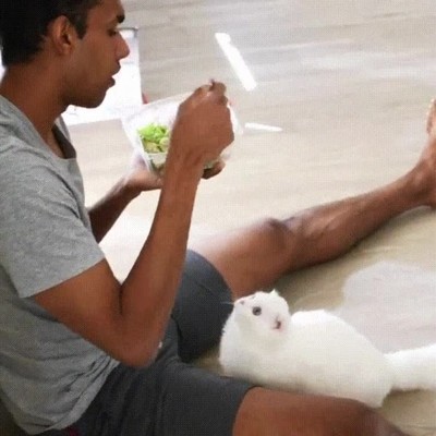 imposible,comer,a gusto,presi&oacute;n,gato