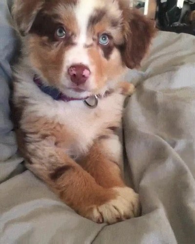 domingo,salir,cama,perro