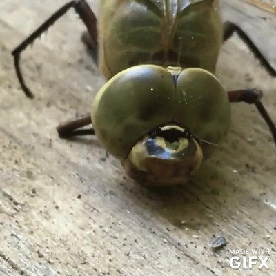 lib&eacute;lulas,cerca,mal rollo,zooms locos