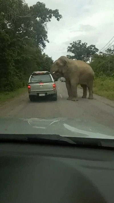 elefantes,picar,cascara,pistacho