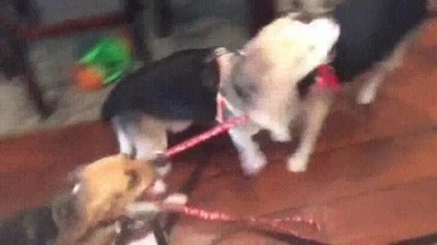 discusi&oacute;n,salir,paseo,perros