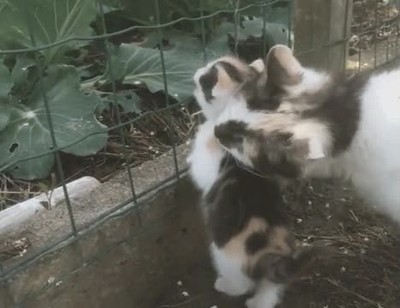 madre,jugar,m&aacute;s amigo,gato