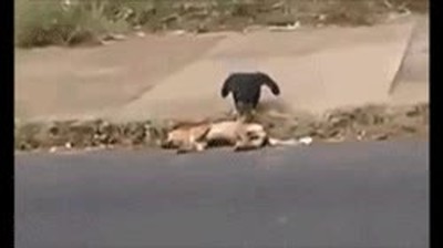 todavia,no,perro,muerto