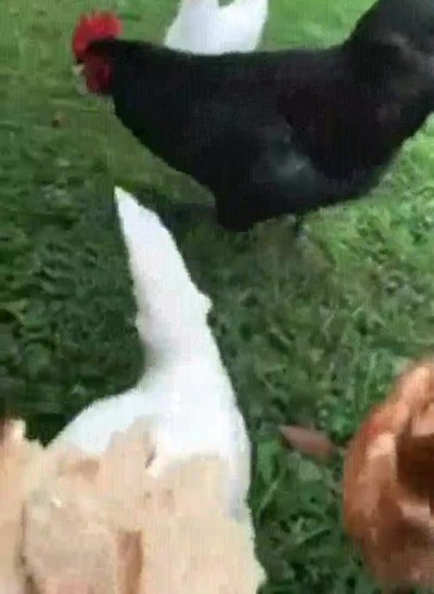 abrir,paquete,chicles,clase