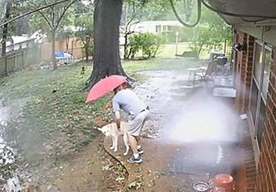 literal,de un pelo,arbol,caer