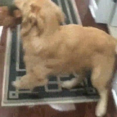 perro,mama,puerta,salir,jugar