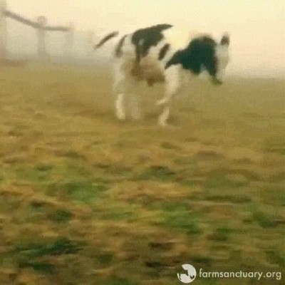 reacci&oacute;n,vacas,jugar,aire libre,primera vez