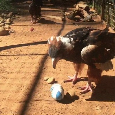 pajaro,utilizar,piedra,romper,huevo