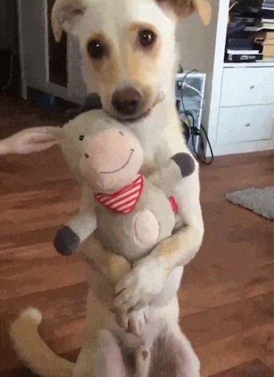 imposible,adorable,perro,abrazar