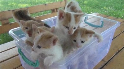 nada,adorable,cesta,gatos