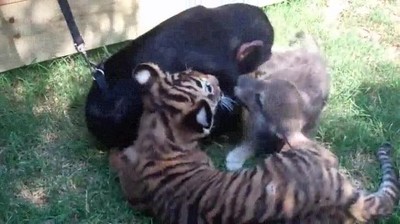 Enlace a La fiesta más rara jamás vista entre un tigre, un chimpancé y un lobo