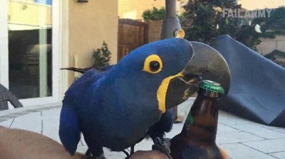 mascota,loro,contento,abrir,botella