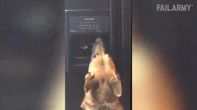 sue&ntilde;o,beber,perro,cafe,maquina