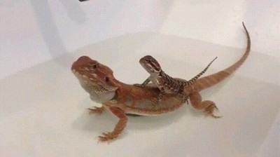 primera,vez,quitar,manguitos,piscina