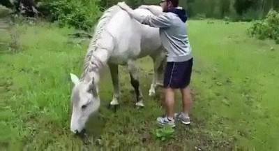 caballo,nacer,montado,subir