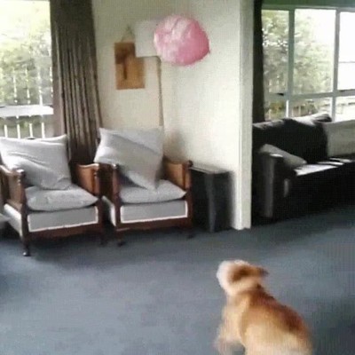 Enlace a Este perro tiene el récord de toques seguidos a un globo sin que toque el suelo