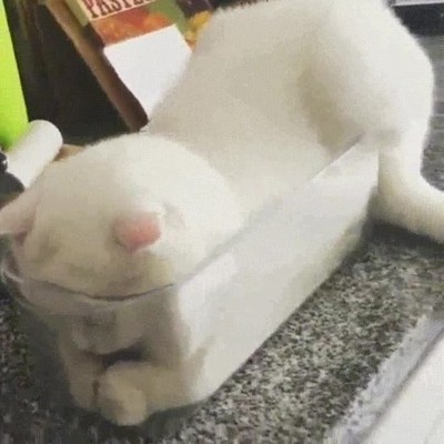 gato,decidir,tupper,comida