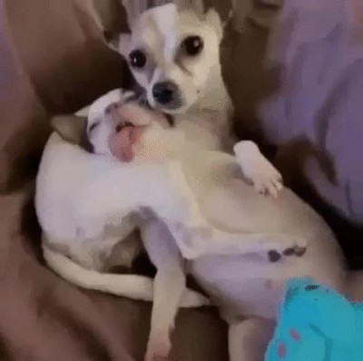 definici&oacute;n,domingos,ma&ntilde;ana,pareja,perros,dormir