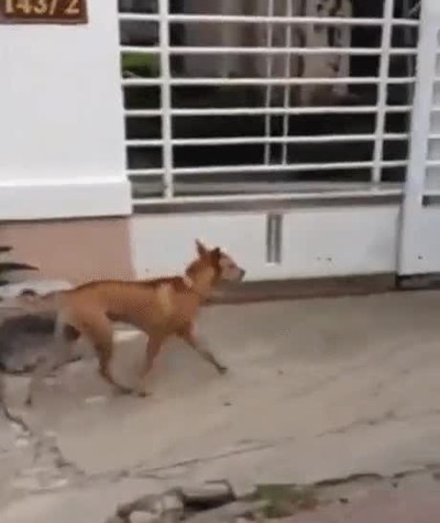 perro,rodeo,puerta,entrar,casa