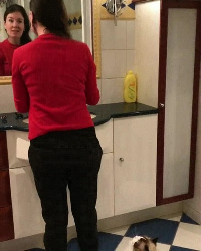 gatos,olvidar,crecer,demasiado,apoyar,hombro