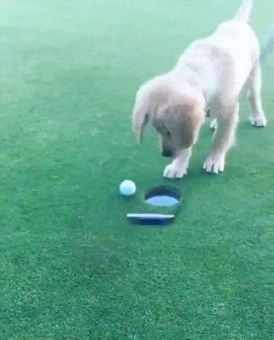 perro,golf,alegrar,victoria