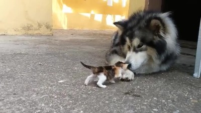 perro,miedo,gatos,peque&ntilde;os