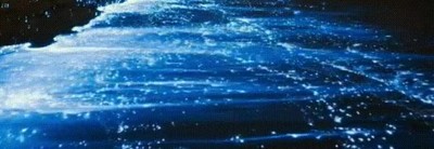 Enlace a Uno de los espectáculos más bonitos que puedes ver, en Las Maldivas 