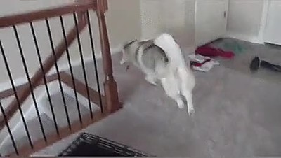 perros,olvidar,utilizar,escaleras