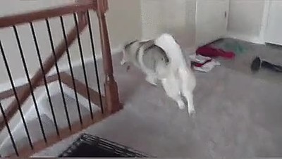 Perros que decididamente han olvidado cómo utilizar las escaleras perros,olvidar,utilizar,escaleras
