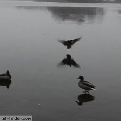 pato,ligar,impresionar,chicas