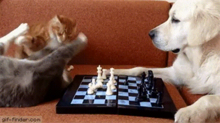 ajedrez,diferencia,gatos,jugar,perros