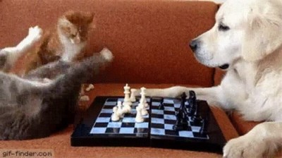 diferencia,gatos,perros,jugar,ajedrez