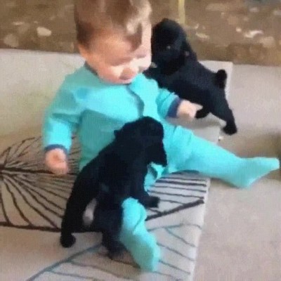 adorable,jugar,cachorros