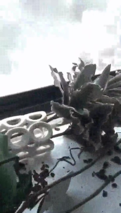 estremecedor,video,terremoto,mexico