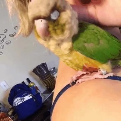 pajaro,devuelto,tienda,aspecto