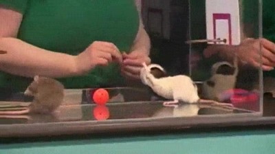 ratones,aprender,jugar,basket,estrellas