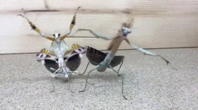 mejor,amigo,ligar,discoteca