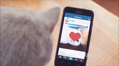 gatos,utilizar,aplicaciones,ligar