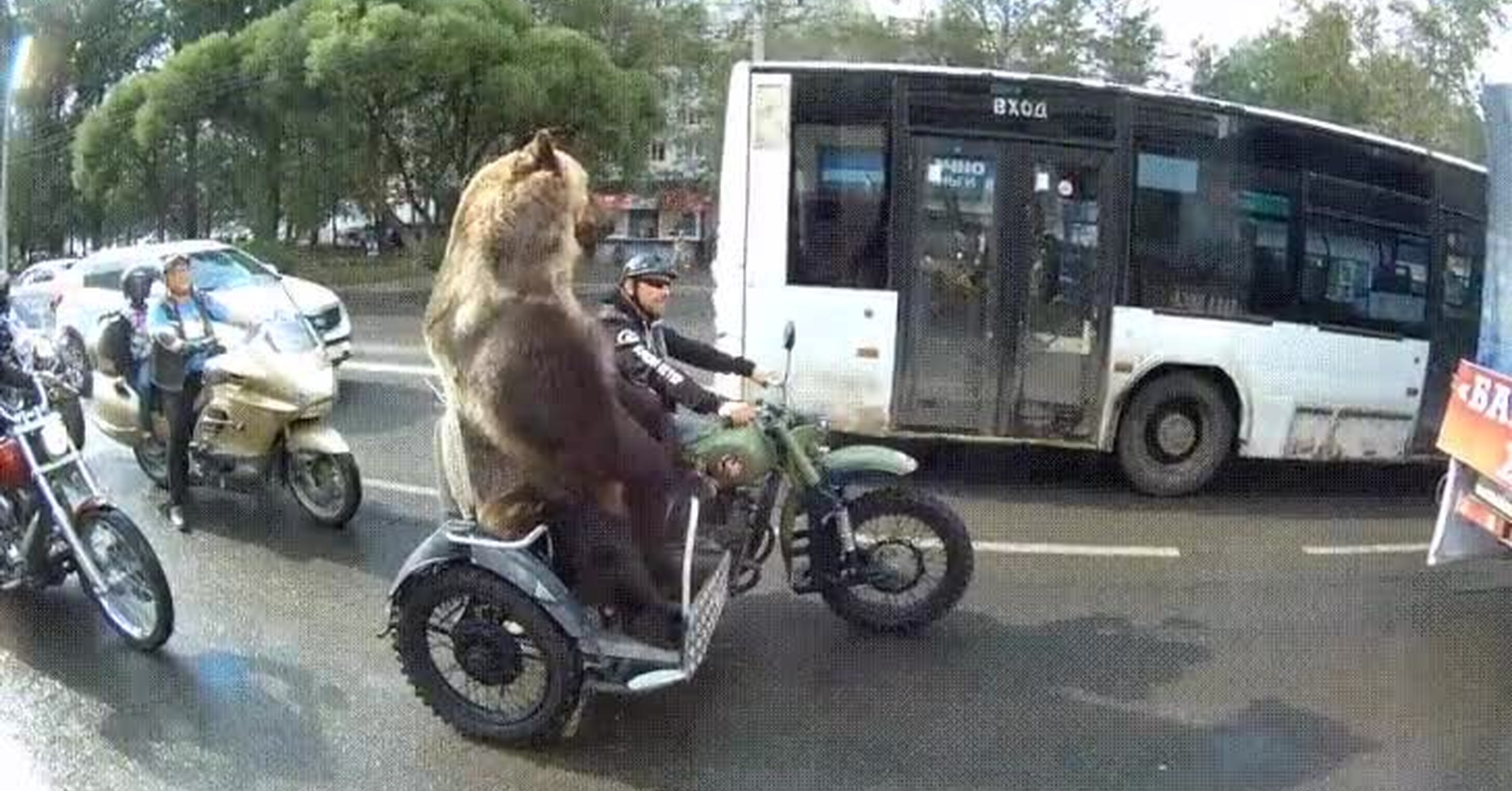 Oso hotsell en bici