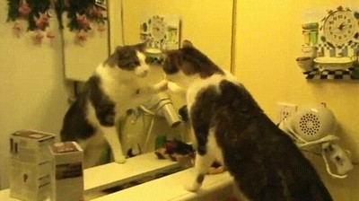 gato,preguntar,sentido,vida,existencia