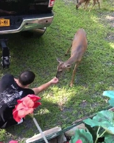 ciervo,enfadar,comida,nada
