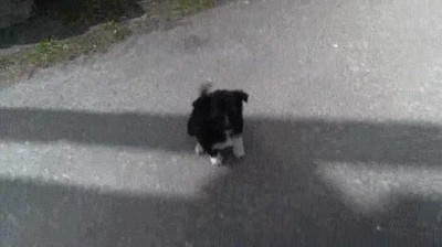 perros,chernobyl,particulas,acariciar